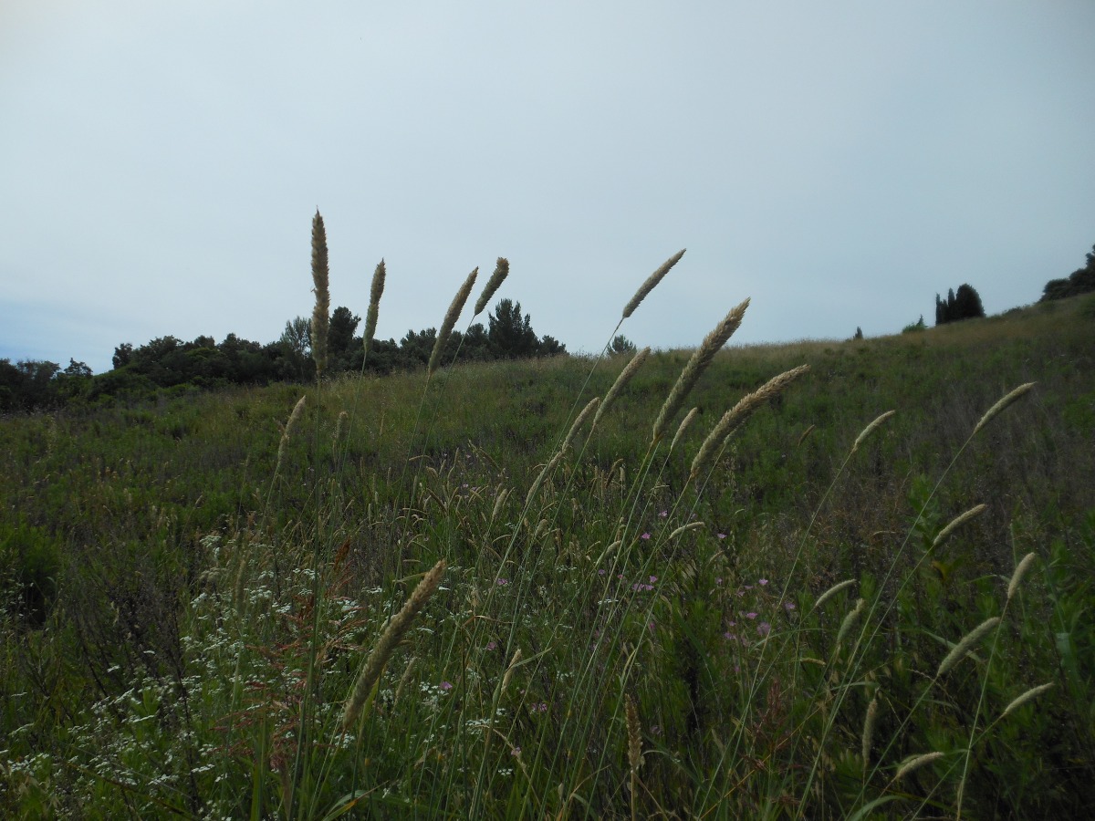 Phalaris truncata / Scagliola troncata